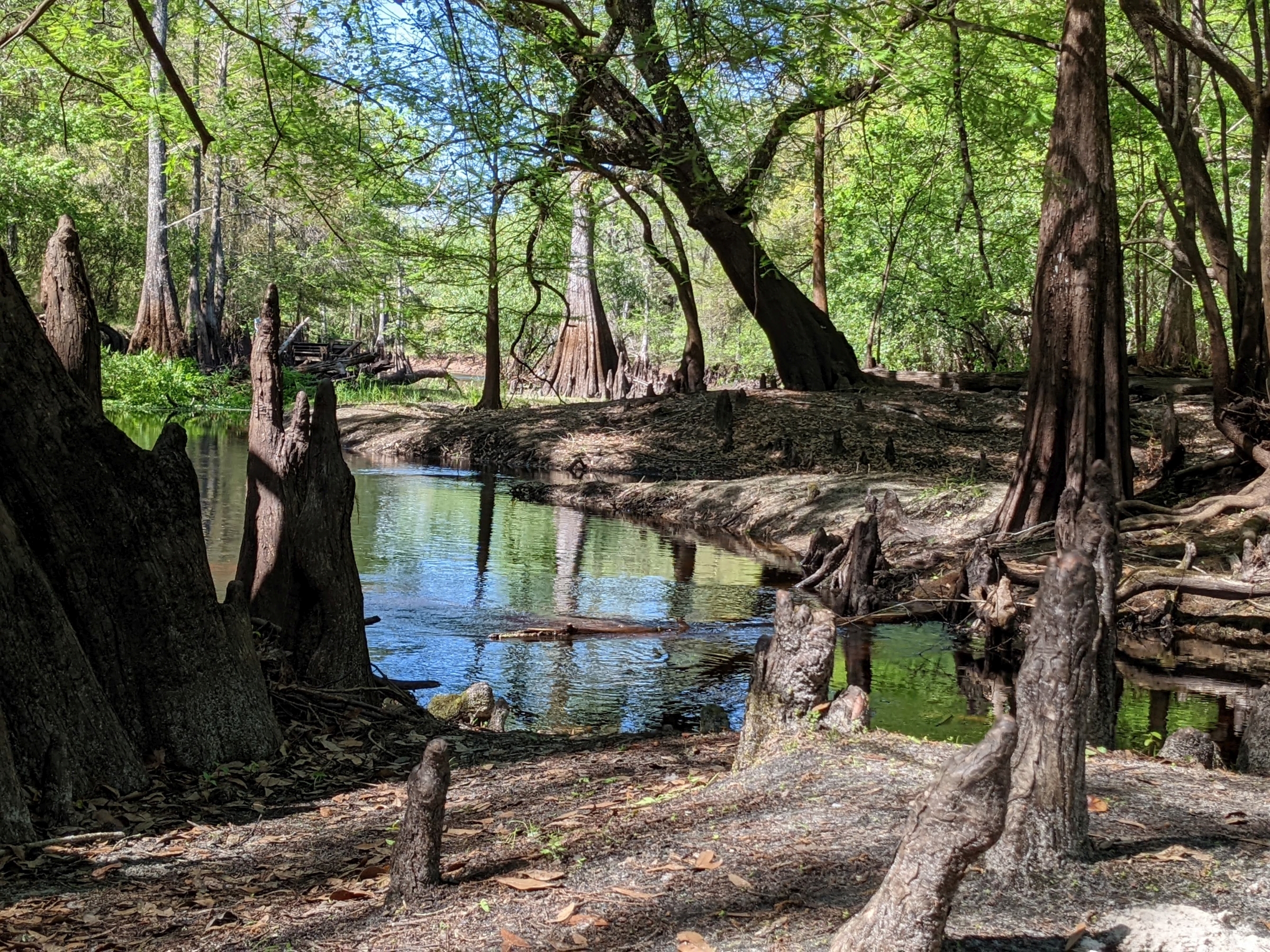 Withlacoochee River Park Red Trail